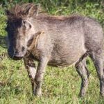 What to Spot Wildlife Warthog