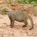 What to Spot Wildlife Banded Mongoose