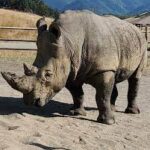 What to Spot Wildlife White Rhino